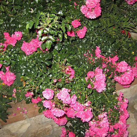 Borghetto Il Montino Farm stay